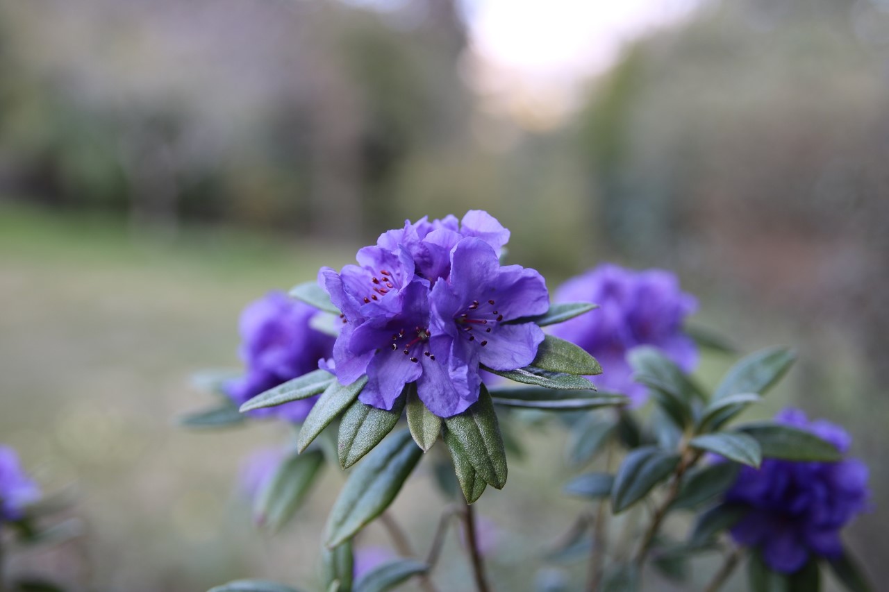 R. hippophaeoides